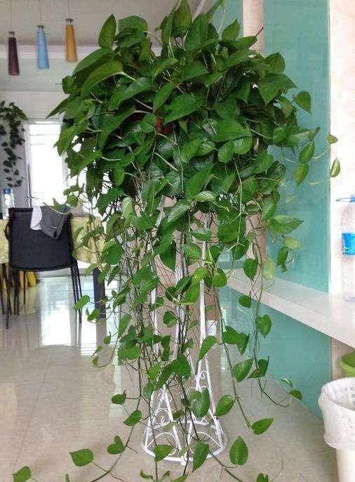 不会养绿萝怎么办,不会养花的看这8种花