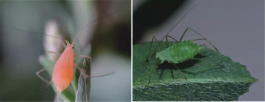 蚜虫怎么防治不用药物的情况下,蚜虫的发生规律和防治方法