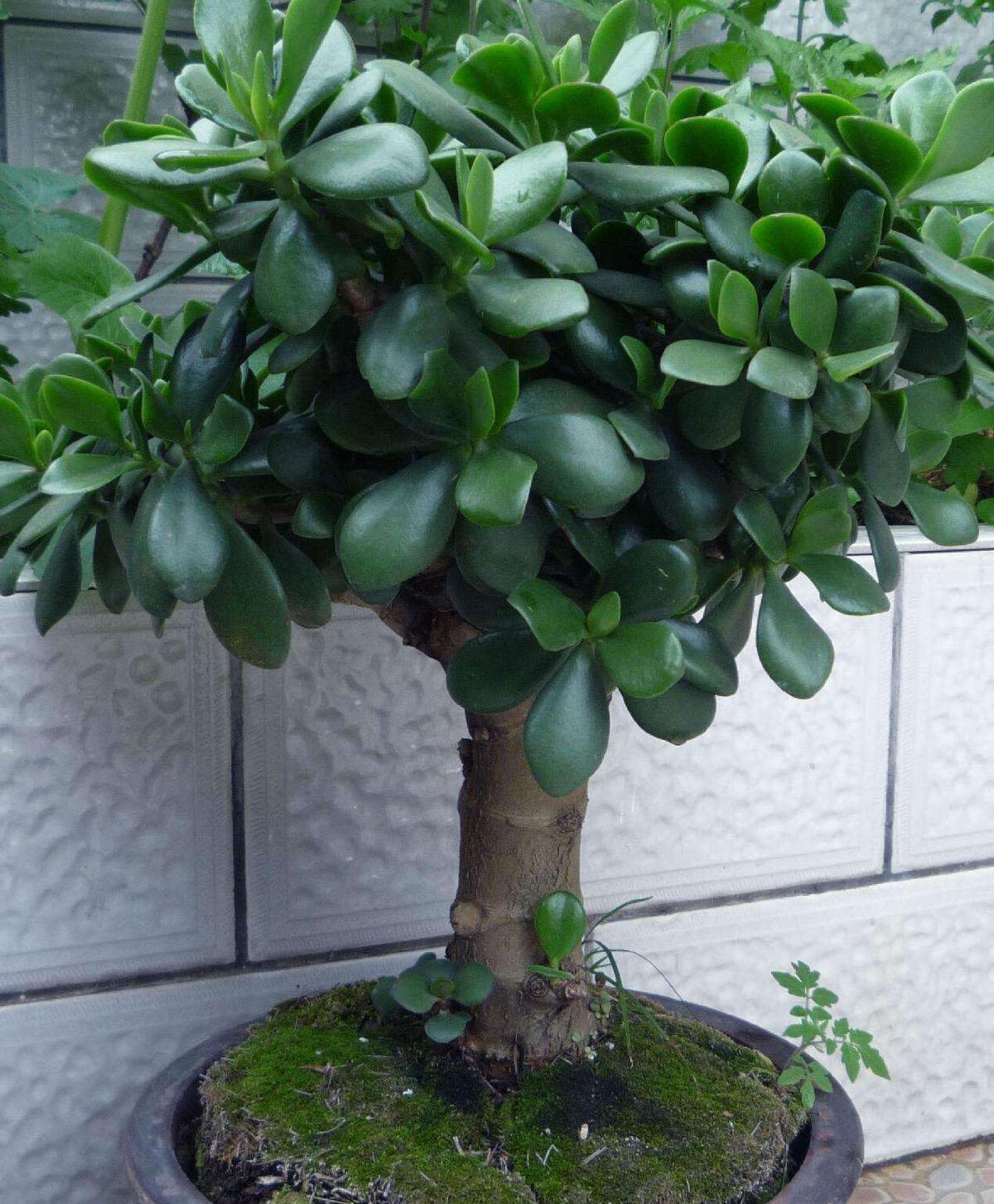 玉树多久浇一次水玉树浇水方法,秋天玉树怎样修剪最漂亮