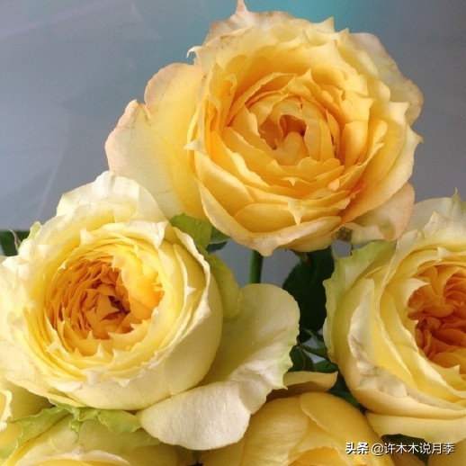 月季花苞突然垂头打蔫施肥过多,月季花苞突然垂头打蔫叶片发黄