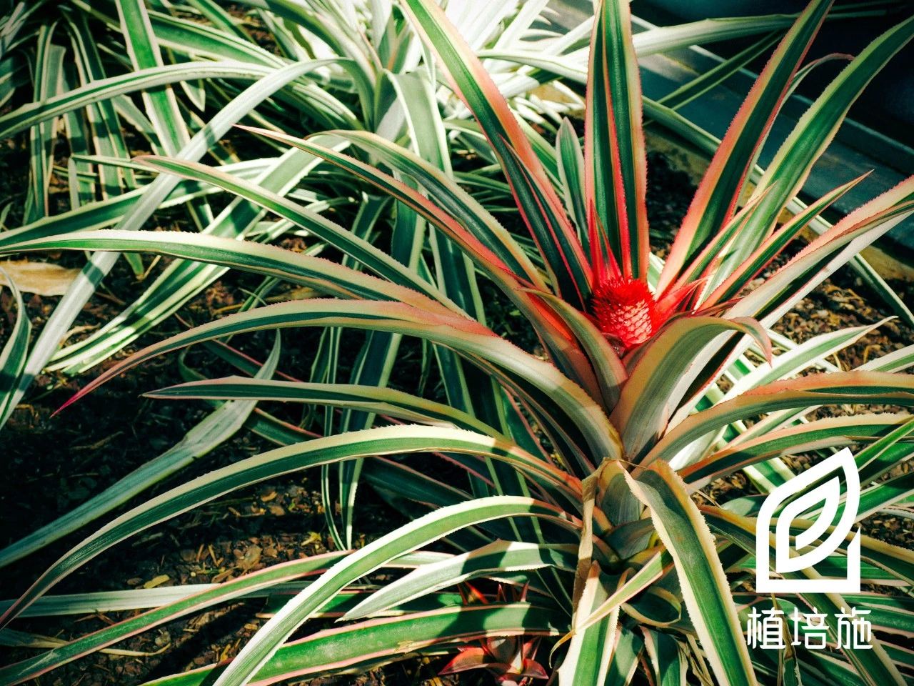 「植培施」艳凤梨Ananascomosuscv.Variegatus温室花卉栽培手册