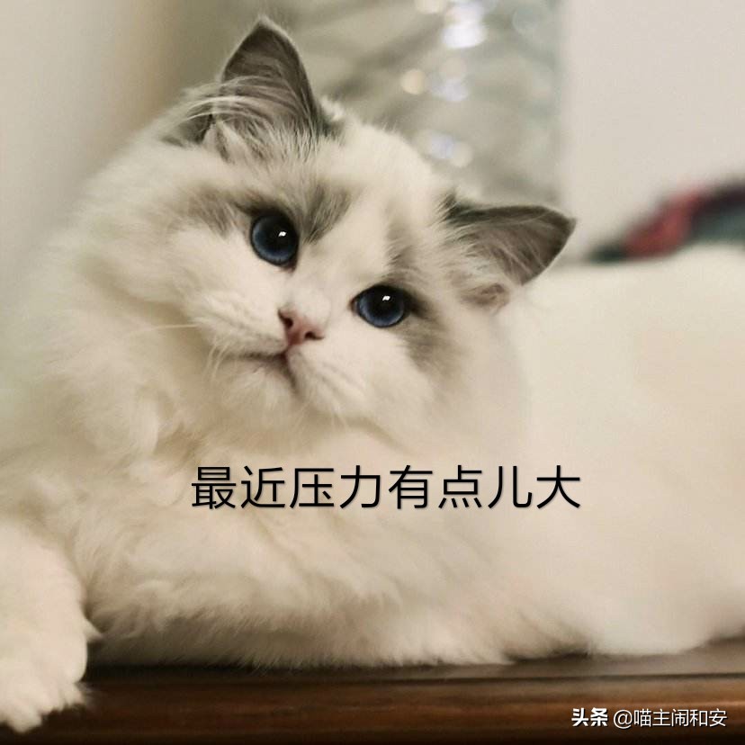 猫咪自发性膀胱炎怎么避免,为什么公猫容易自发性膀胱炎