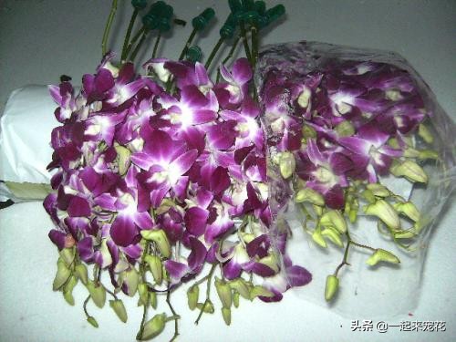 家庭养花开花的方法,家庭养花怎么养才能开花