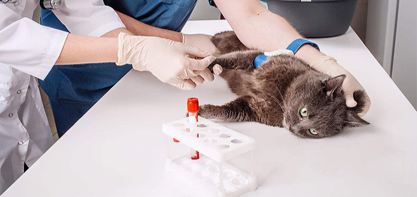 猫咪血便,猫咪的血便是什么样子的