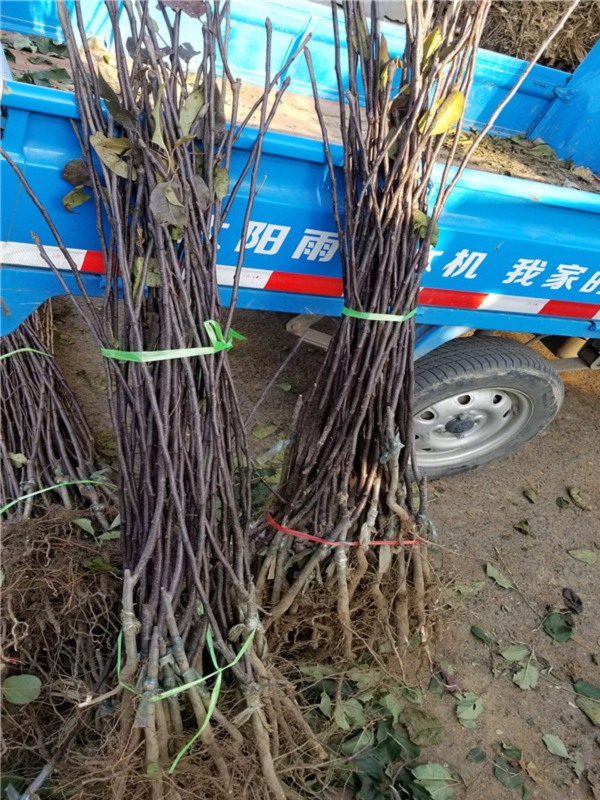 柱状梨树苗品种详细介绍,柱状梨苗好品种价格