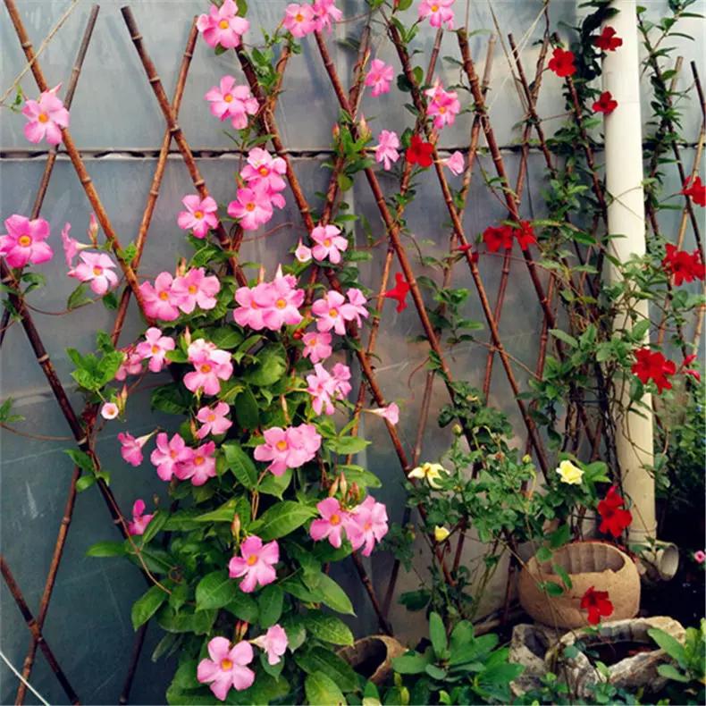 适合阳台养的四季开花有花香的花,花期长耐热耐寒又好养的花卉