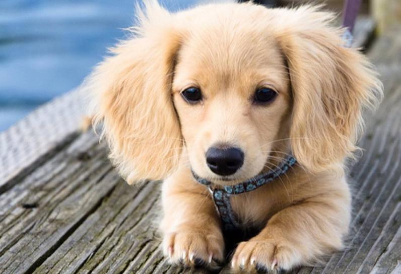 狗狗的10个征兆和表现,狗狗的五个异常表现