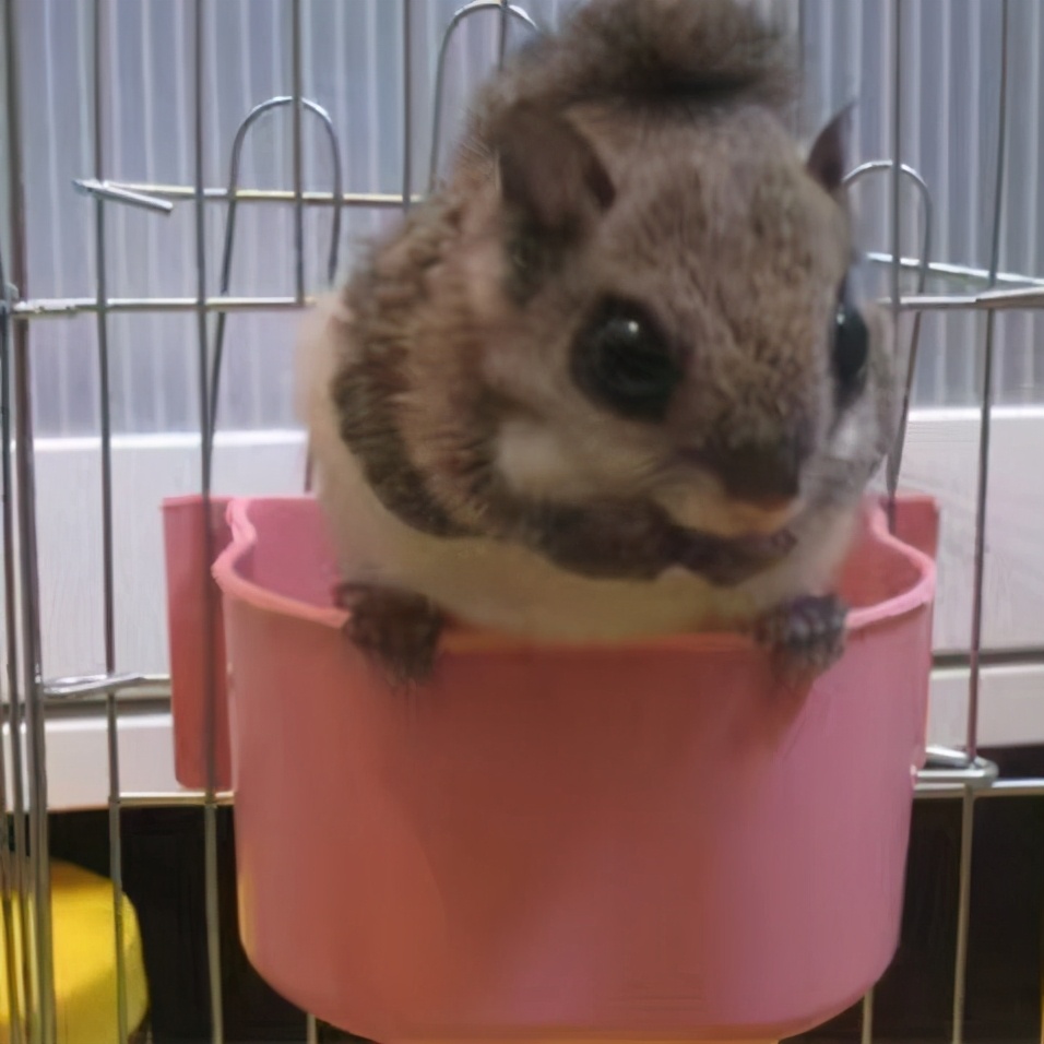 被蜜袋鼯咬出血需要打疫苗或者破伤风嘛,正确的处理方式是什么