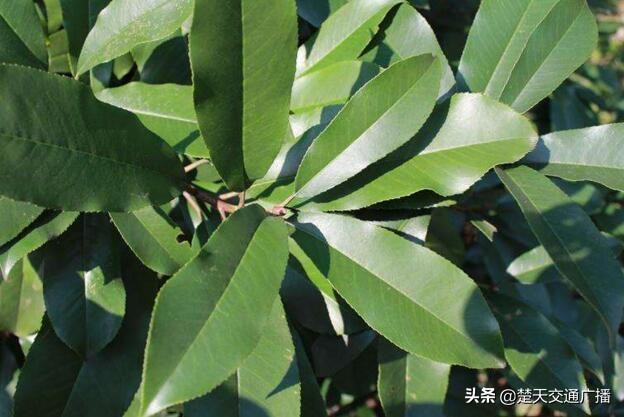 石楠花又开了,石楠花春天