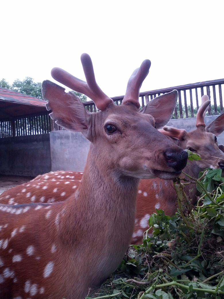 中药材鹿茸功效,中药材鹿茸菌的价格