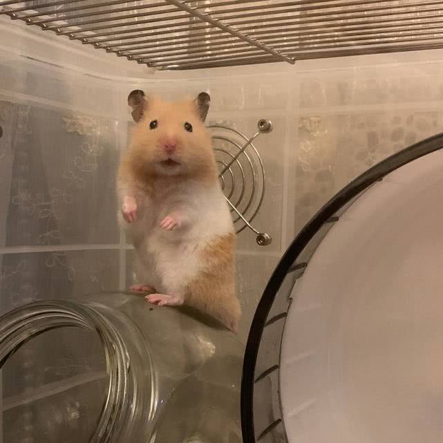 仓鼠越狱怎么办,仓鼠越狱怎么治