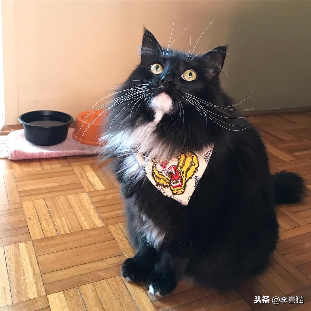 进口猫粮和国产猫粮区别,国产猫粮和进口的区别