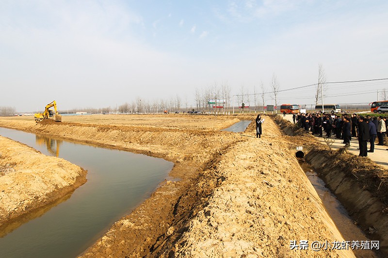 最新小龙虾养殖技术大全,养殖小龙虾技术教程