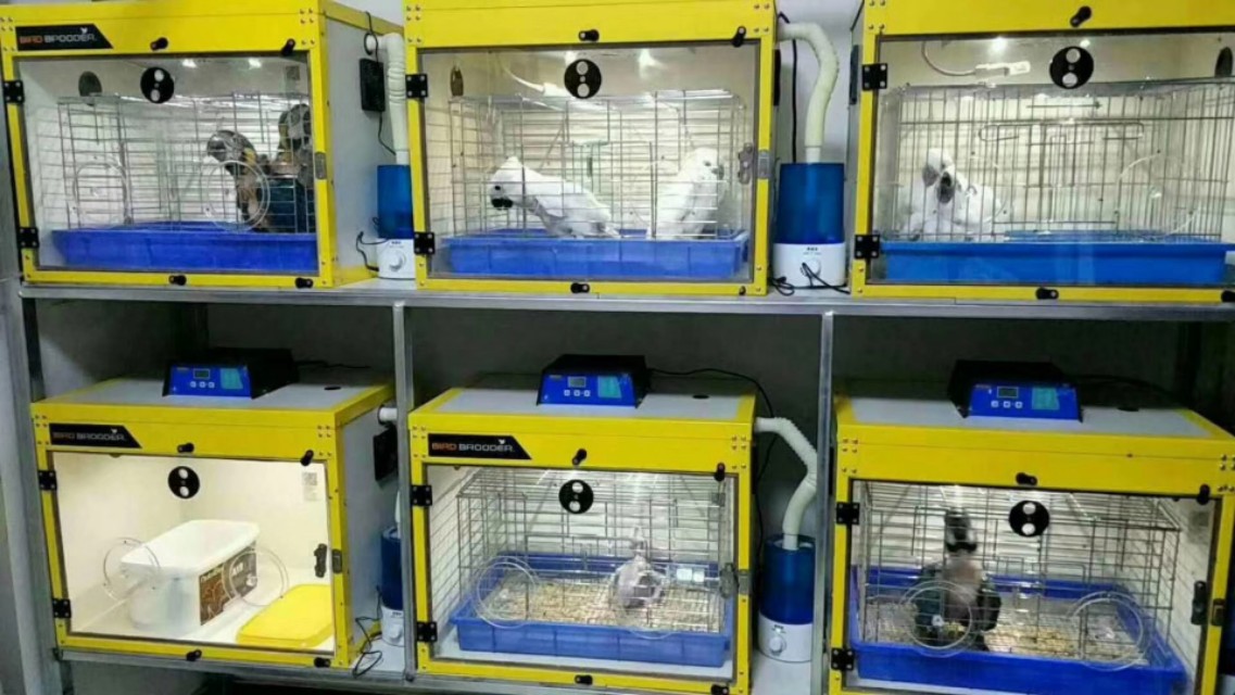 牡丹鹦鹉怎么喂养雏鸟第1天,刚出生的牡丹鹦鹉怎么喂