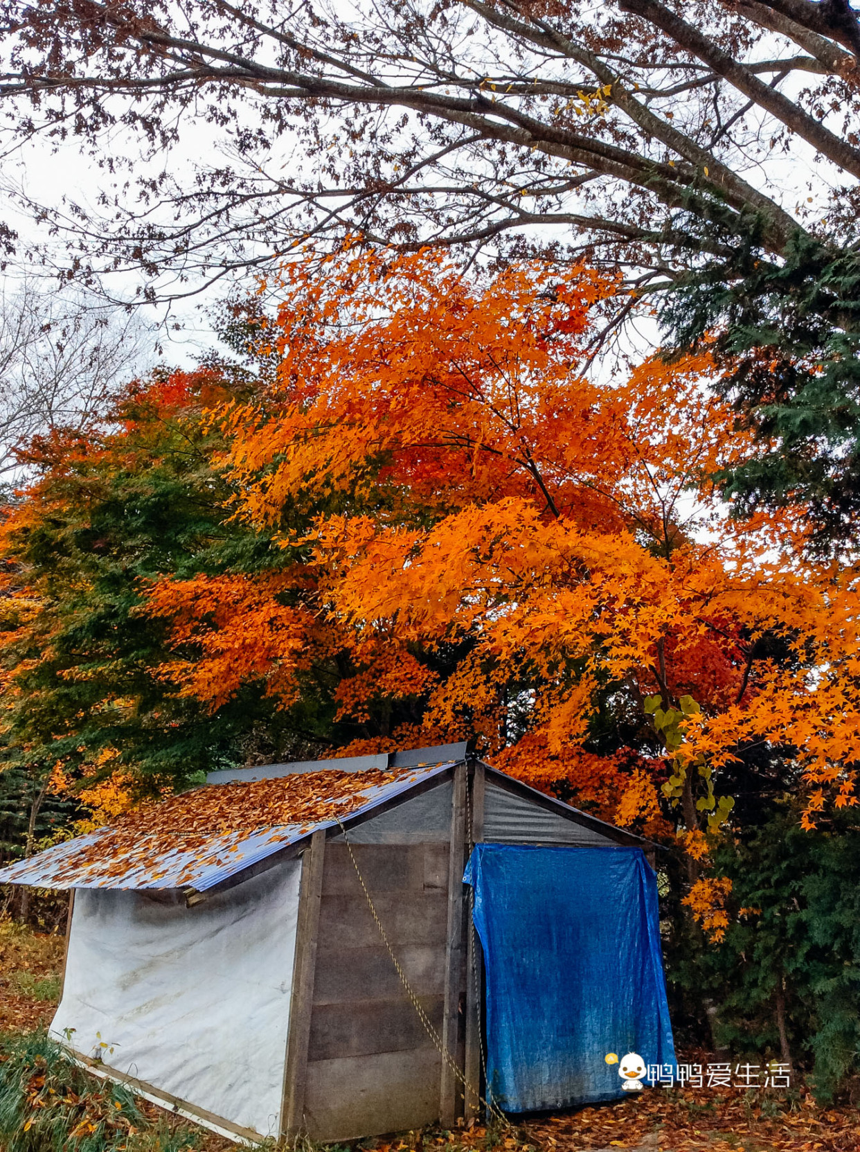 日本“小九寨”藏在富士山下,5月起繁花盛开,还能把泉水带回家