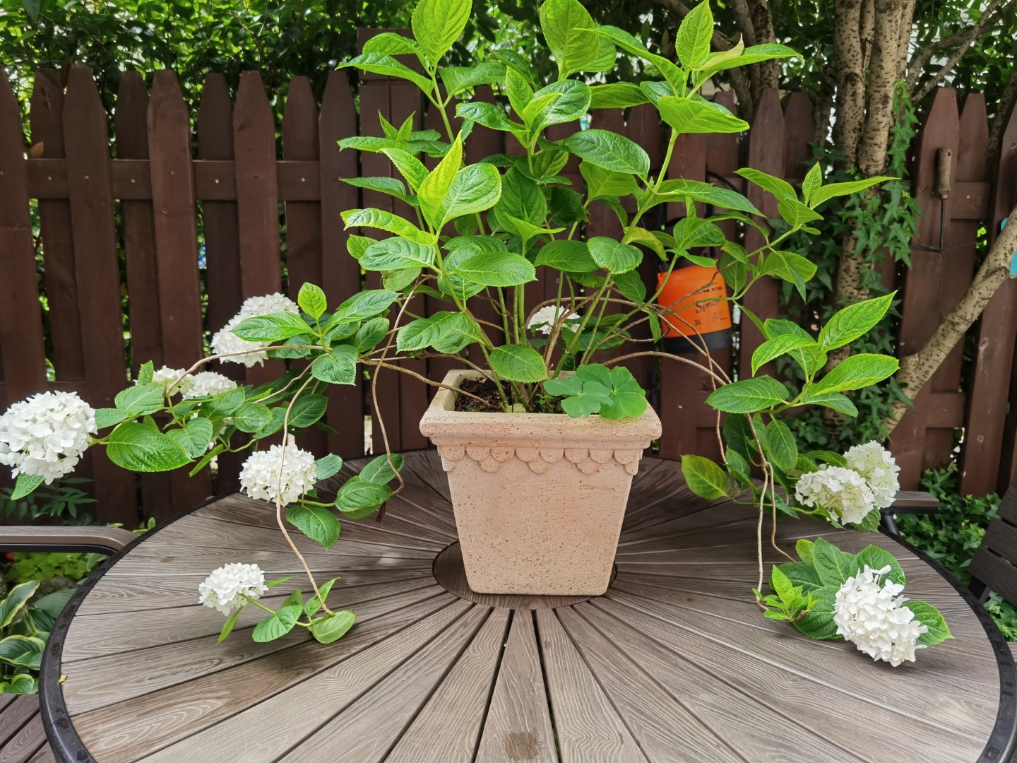 绣球爱闷根是什么原因,绣球花喜欢水