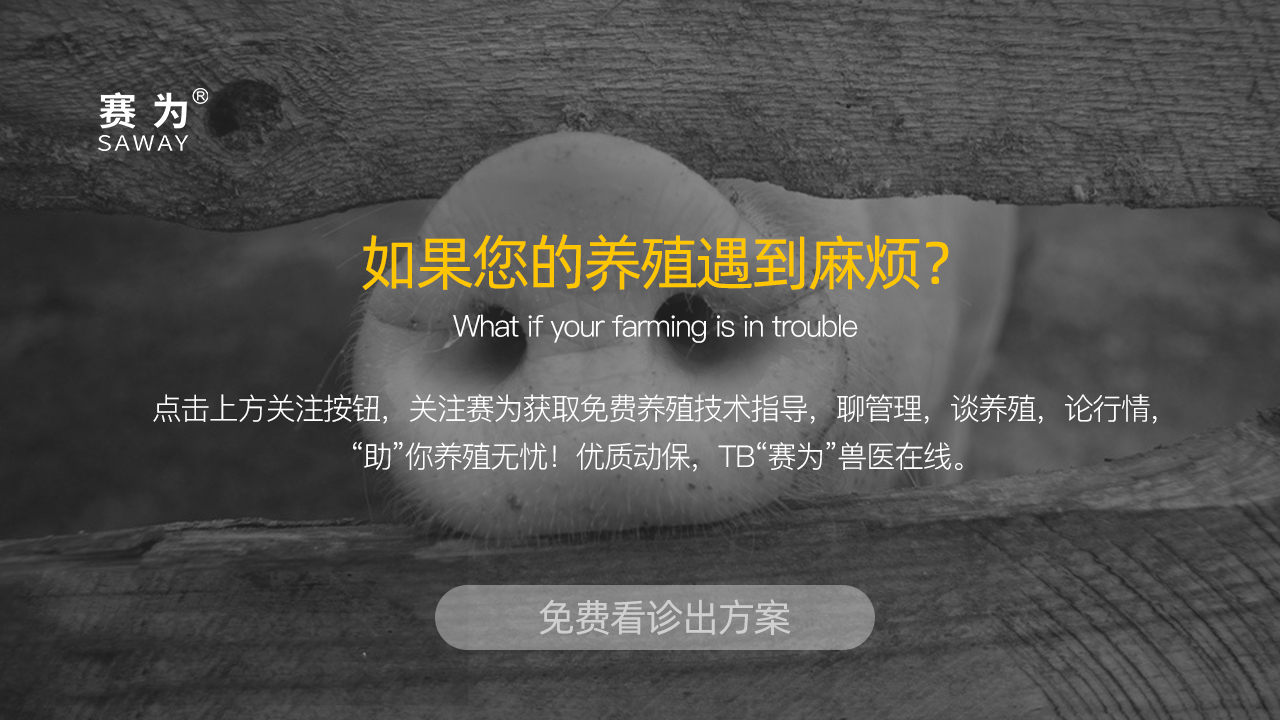 母猪低温气喘治疗最佳方案,养猪秘籍猪气喘病症状与防治