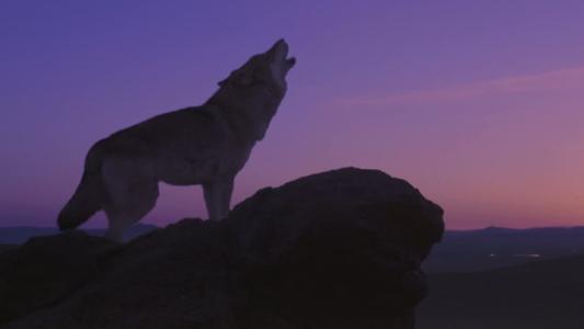 狼图腾巨大争议,狼图腾电影深度解析