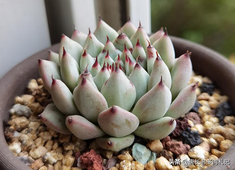 多肉上色一段时间又变绿,春天多肉褪色变绿怎么回事