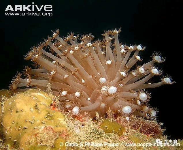 lps和sps可以一起养吗,哪些lps适合新手养