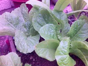 环保种菜酵素制作方法,环保酵素用什么果皮做出来