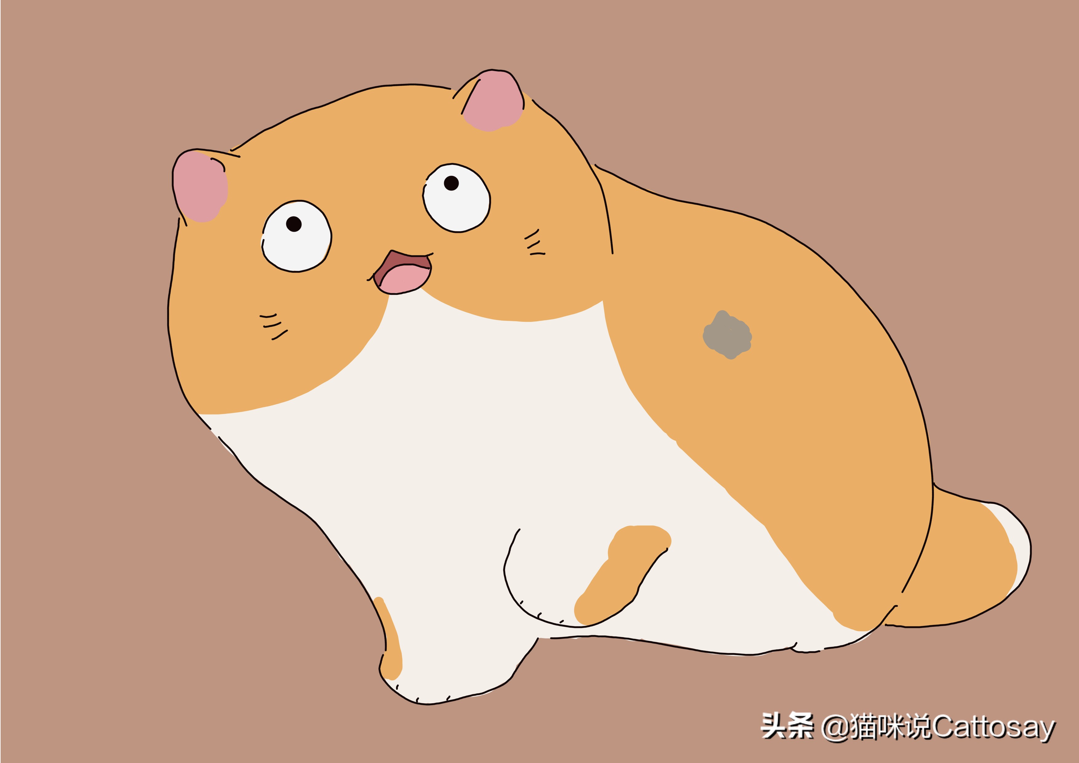 怎么给猫猫清理猫毛,粘在衣服上的猫毛如何快速清理