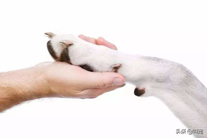 狗狗不愿剪指甲怎么办,狗狗不愿理发怎么办