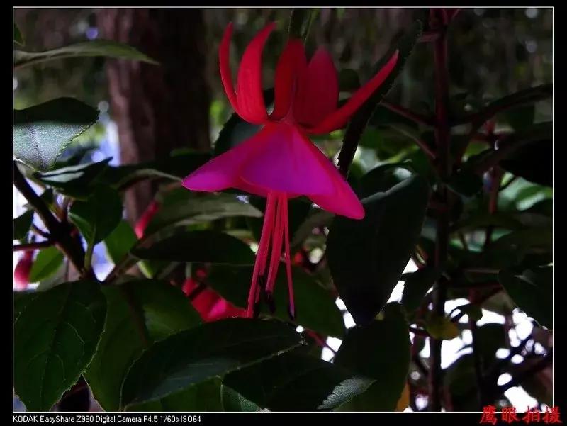 惊艳倒挂金钟,惊艳倒挂金钟图片