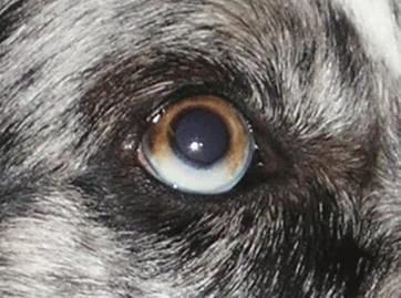 两只眼睛颜色不一样的狗子，到底有什么天赋异禀？