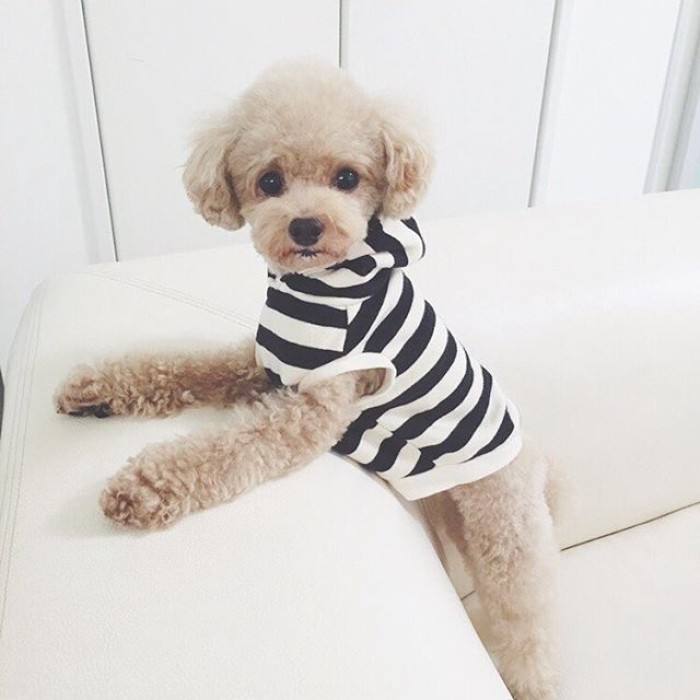 泰迪犬的十大坏处,养泰迪犬的好处和坏处