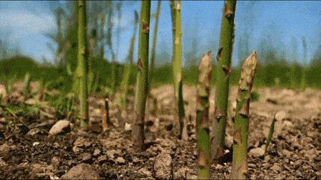 春天的芦笋格外鲜嫩,脆甜多汁的芦笋