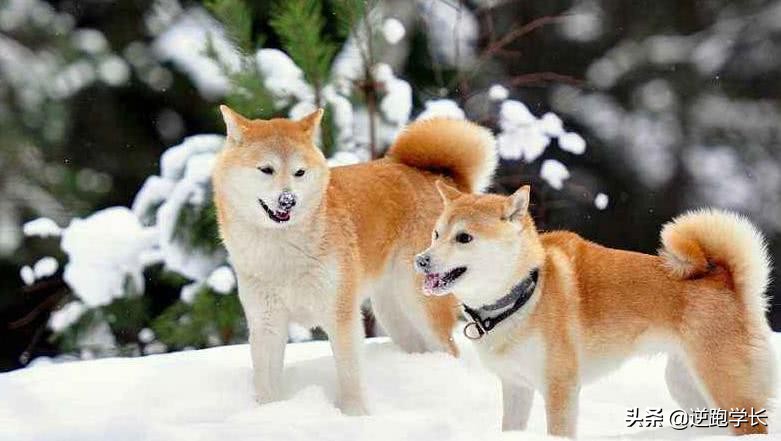 宠物斑点狗和血统斑点狗的区别,有斑点但不是斑点狗的狗有哪些