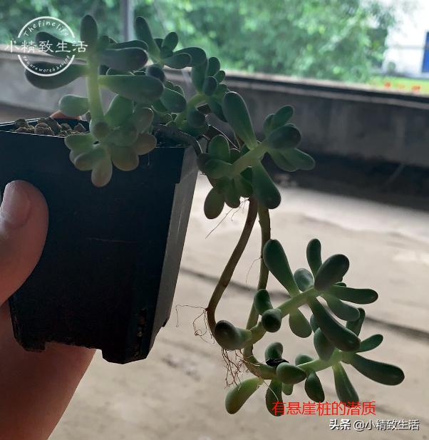 多肉徒长了如何进行处理,多肉徒长的原因和解决方法