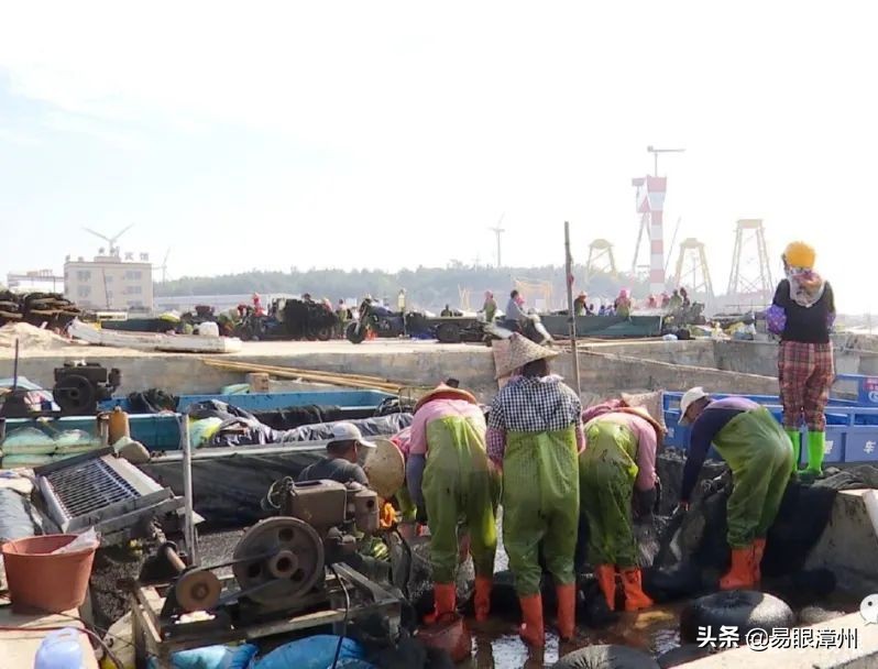 海上有好多黑色白色的东西是什么,海里的黑黑的东西好吃吗