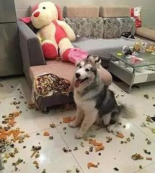 阿拉斯加还能这么养,阿拉斯加值不值得养