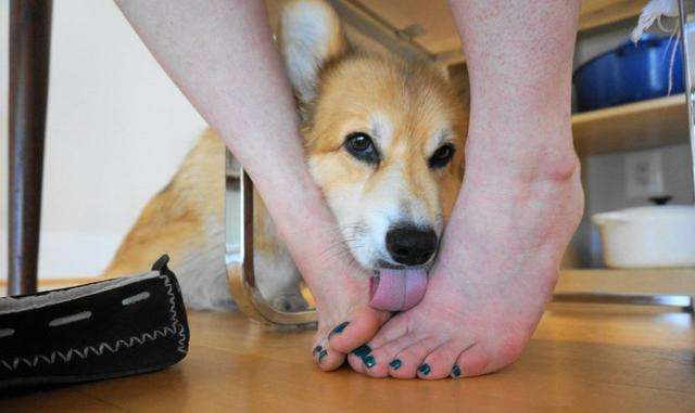 狗狗为什么喜欢舔主人屁股,狗狗为什么喜欢舔肚子呢