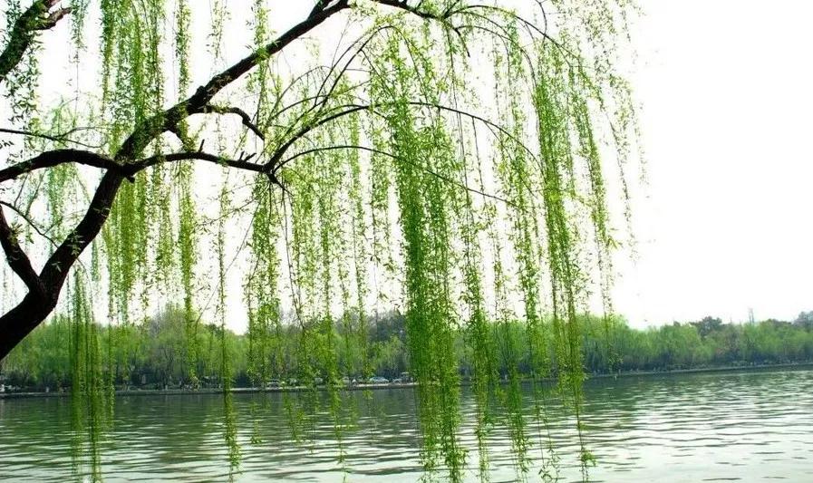 世界上第一个也是最成功的合成药物,你药箱里肯定有!止痛,退烧,还能抗癌,且价格低廉