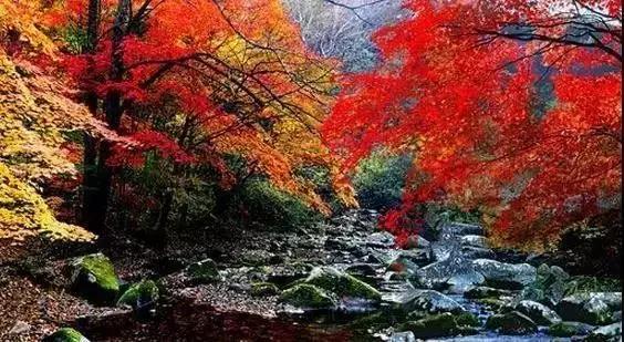 大连枫叶最佳观赏时间,大连枫叶红视频