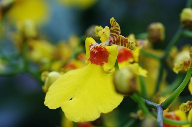 君子兰吊兰蝴蝶兰的图片,吊兰属不属于兰花的一种