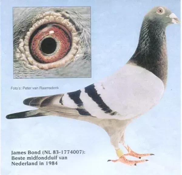 赛鸽要什么样的鸽子才好,养鸽子选什么品种的鸽子最好