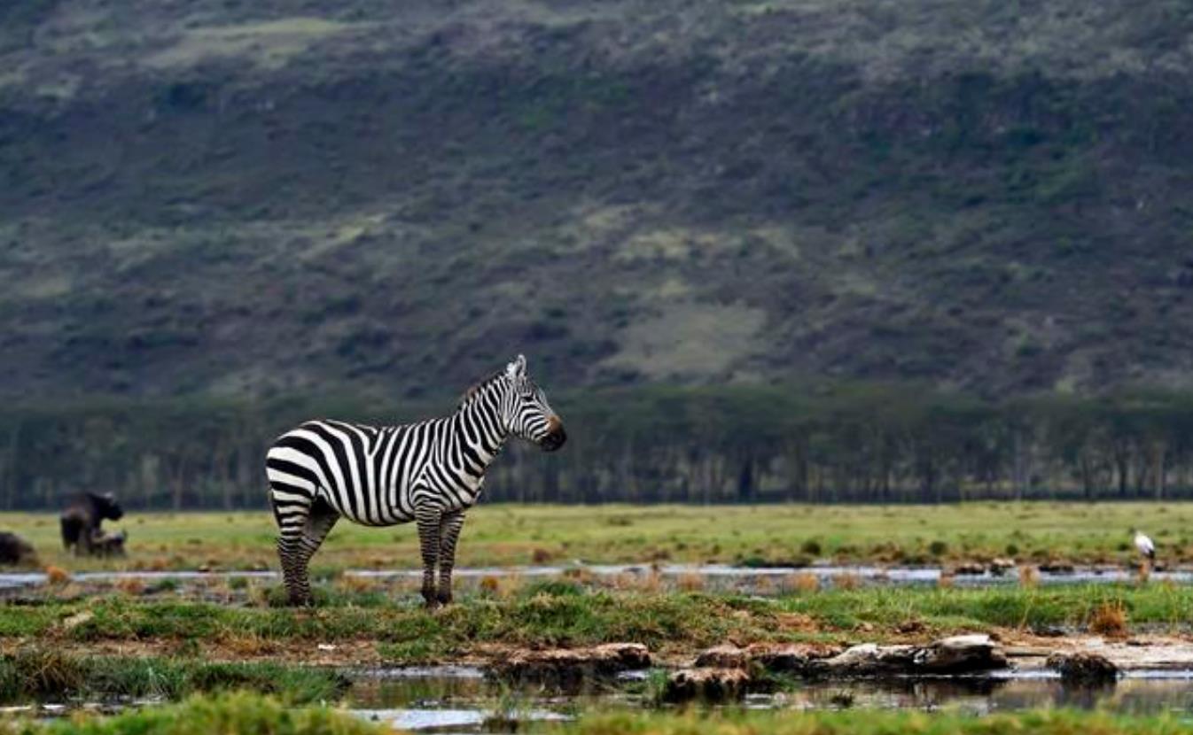 科学家发现巨型精子,人类发现精子