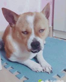 搞笑视频,搞笑动图gif高清