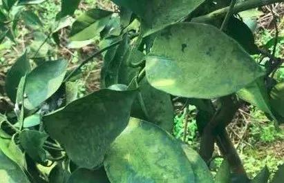 种果树总长青苔,真头疼!教你三招,让青苔消失