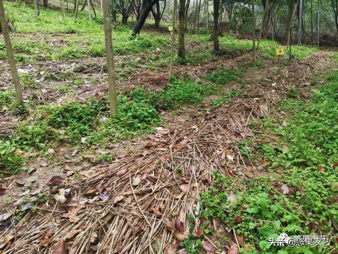 种蘑菇怎么样,松林里面如何种蘑菇