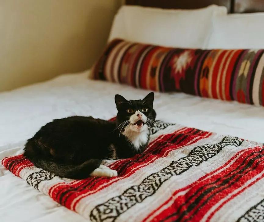 无法领养残疾猫,有些流浪猫不适合领养