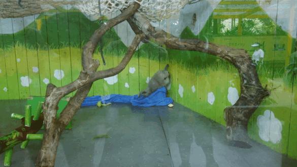 长隆飞鸟乐园怎么去长隆欢乐世界,汉溪长隆地铁站去长隆飞鸟乐园