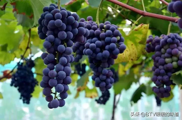 葡萄怎么挑选才不酸,葡萄怎么选好