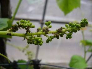 种植葡萄的基本知识,种植最好的葡萄需要哪些条件