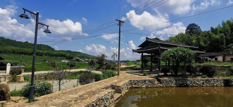 返乡创业带动村民致富,返乡创业的新农人做茶