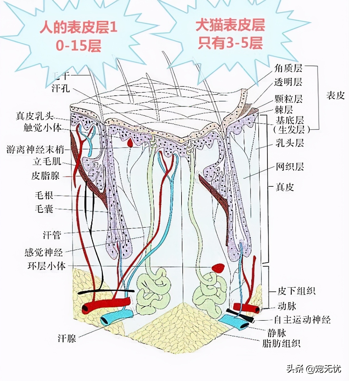 猫咪感染癣,猫咪感染猫癣怎么办